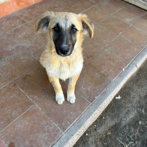 Chicco - 4 Mesi (Nato Indicativamente A Settembre 2025)  Razza: Meticcio  Taglia: Media  